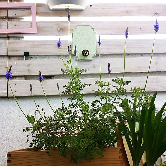 cottonさんの実例写真