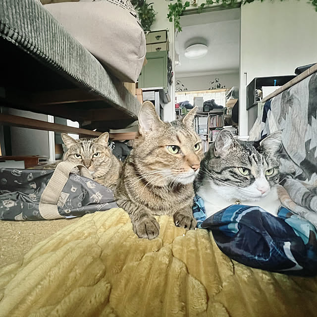 sumoanzuさんの実例写真