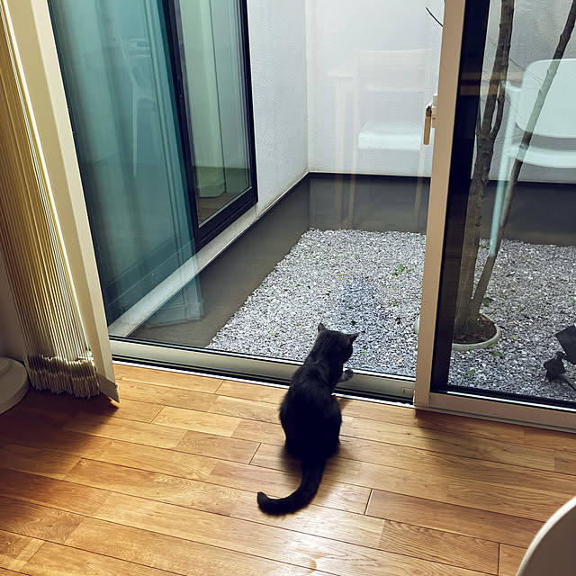 KOHAREさんの部屋