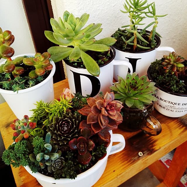玄関/入り口/多肉植物/多肉寄せ植え/多肉植物増やすぞ！/多肉ちゃん♡...などのインテリア実例 - 2016-01-06 20:14:45