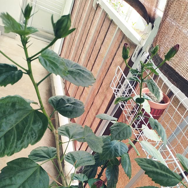 runaさんの部屋