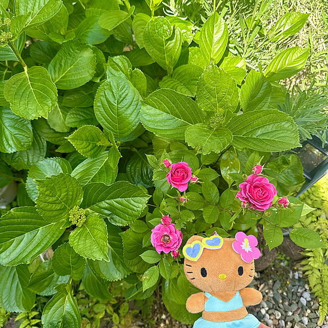 miyuさんの実例写真