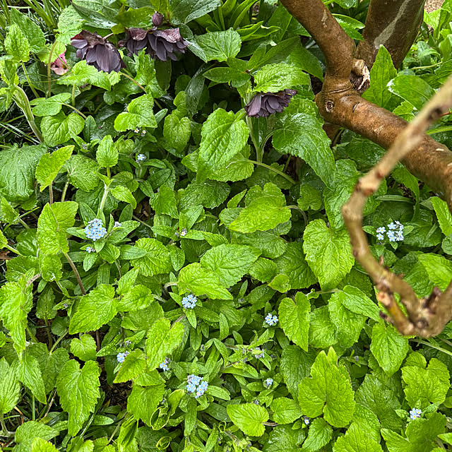 mamizaさんの部屋