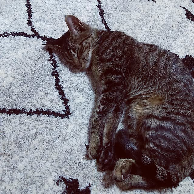 kuromiさんの実例写真