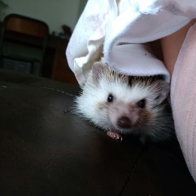 kuruさんの実例写真