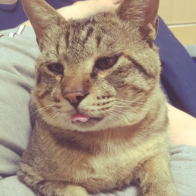 pikazさんの実例写真