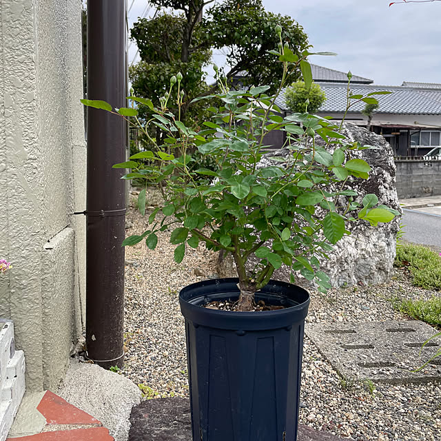 shin0719さんの実例写真