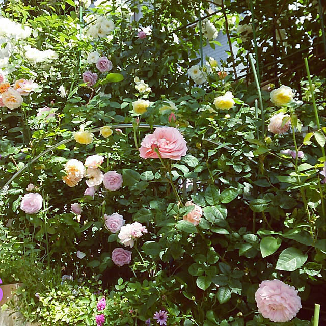 sawanokazumamaさんの実例写真