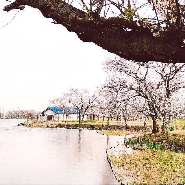 hirako.baseさんの実例写真