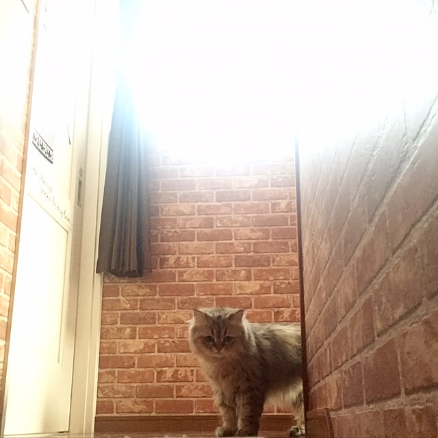 butachanさんの実例写真