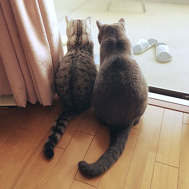 Shojiさんの実例写真