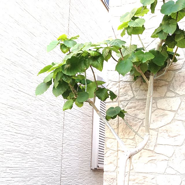 cocoさんの実例写真