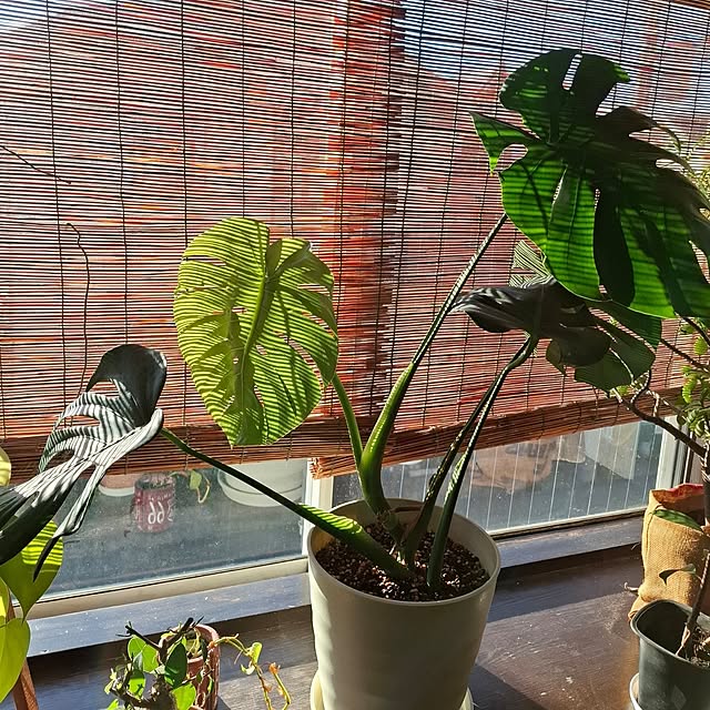 midoriさんの部屋