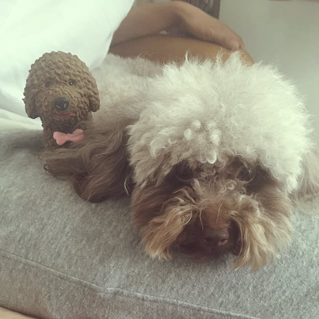 ayaroicoさんの実例写真