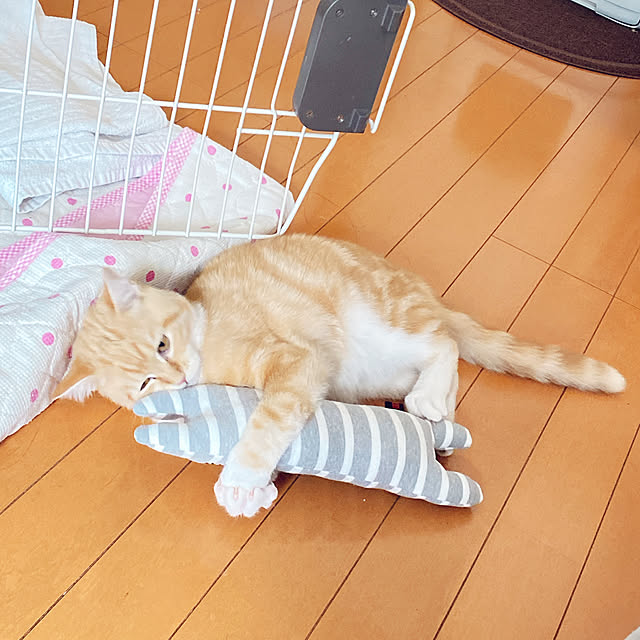 moolさんの実例写真