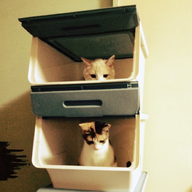 makiさんの実例写真