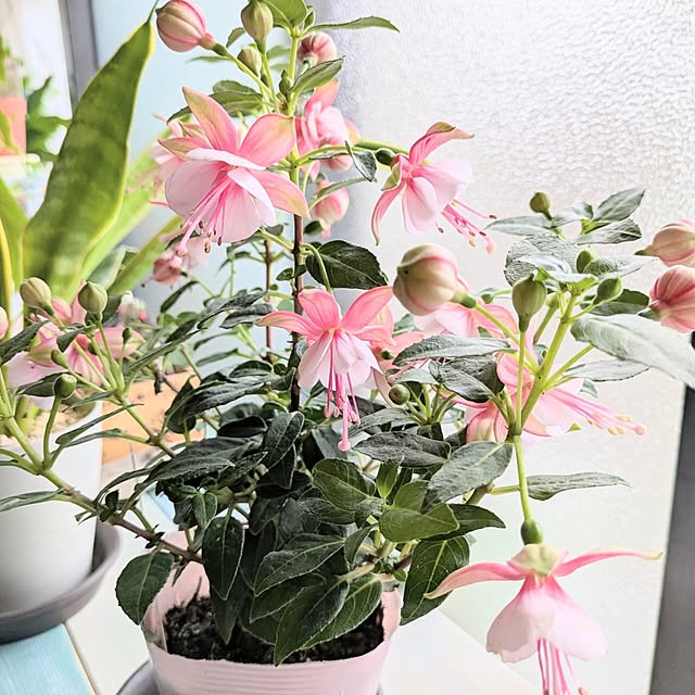 REI.DIYさんの実例写真
