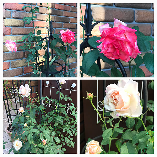 RoseLife5818さんの実例写真