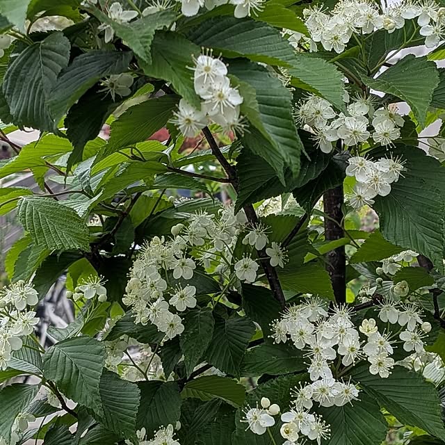 nolleyさんの部屋