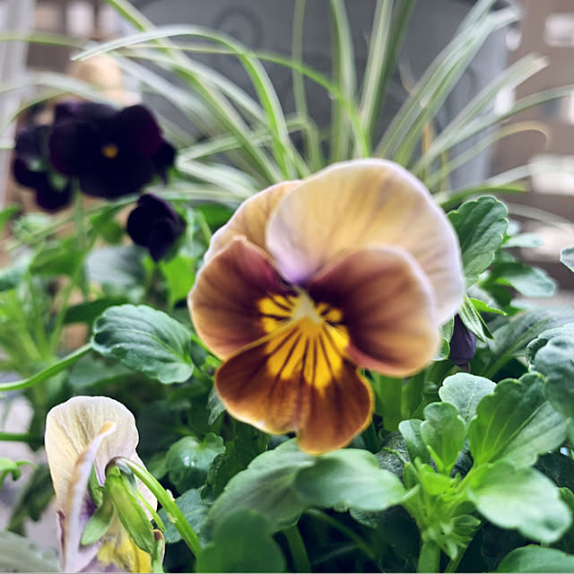 yukarin-gardenさんの実例写真