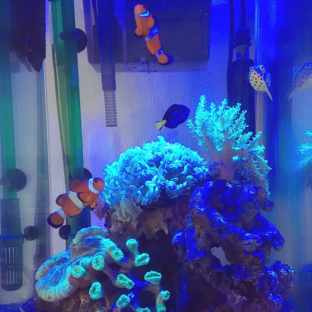 実例写真