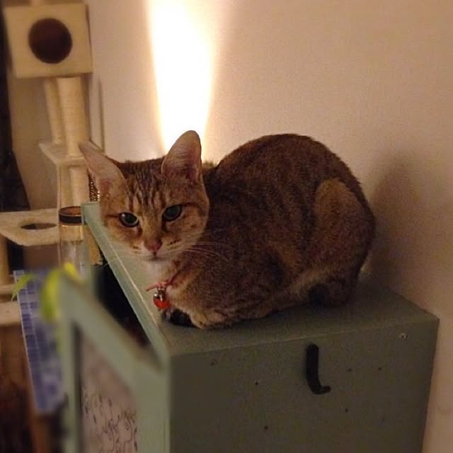1633さんの実例写真