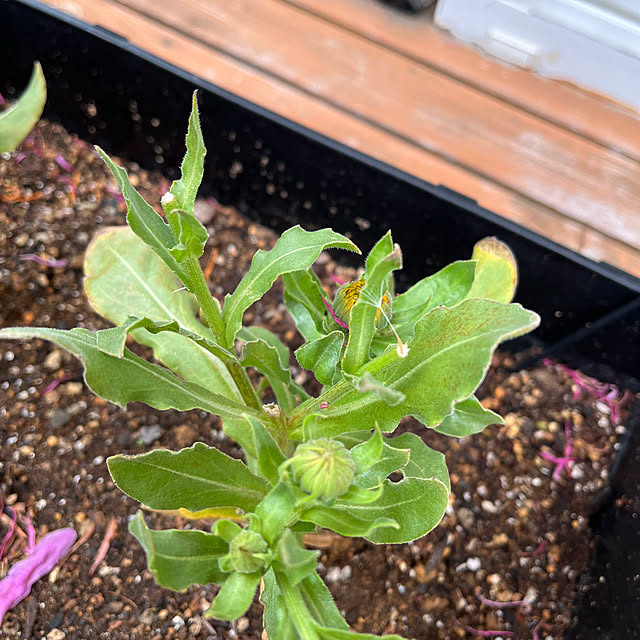 mogumoguさんの部屋