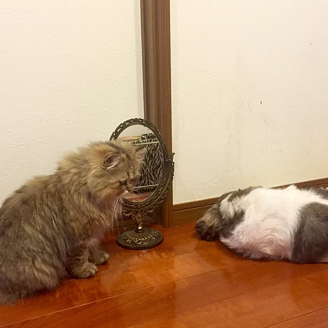 butachanさんの実例写真