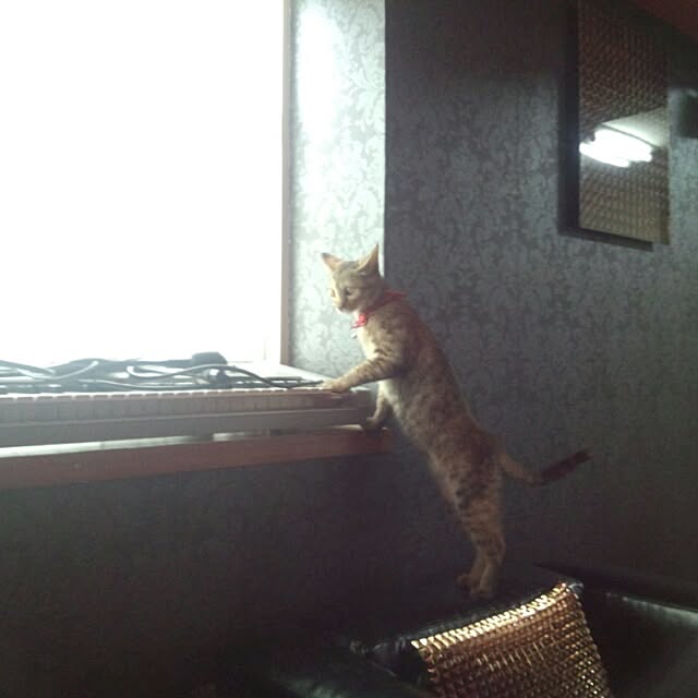 okogekunさんの実例写真
