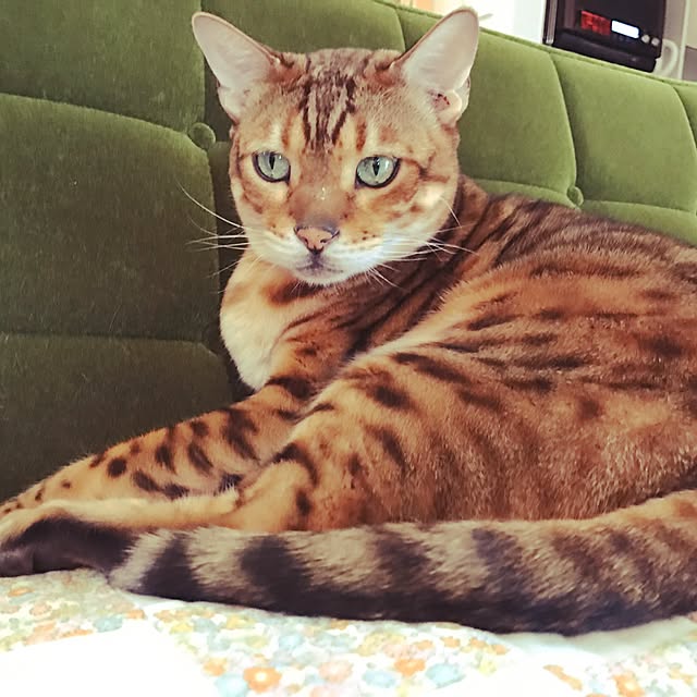 risaneko0126さんの実例写真