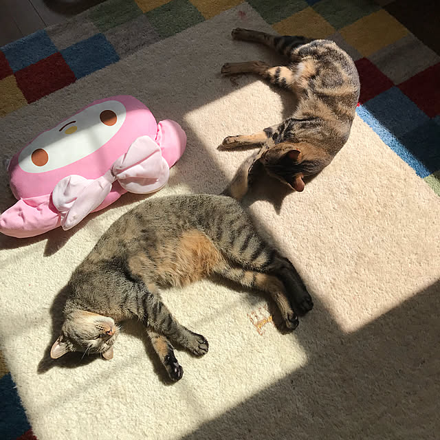 pepeさんの実例写真