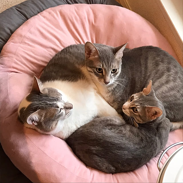 K.Chiakiさんの実例写真