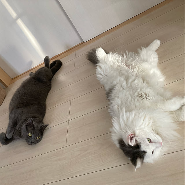 aiさんの実例写真