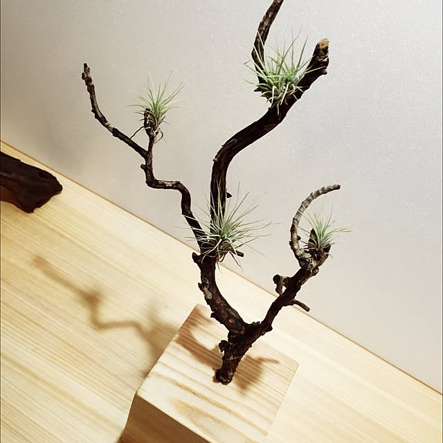 S-Tillandsiaさんの実例写真
