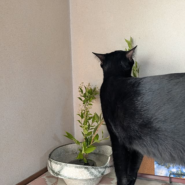 asaさんの部屋