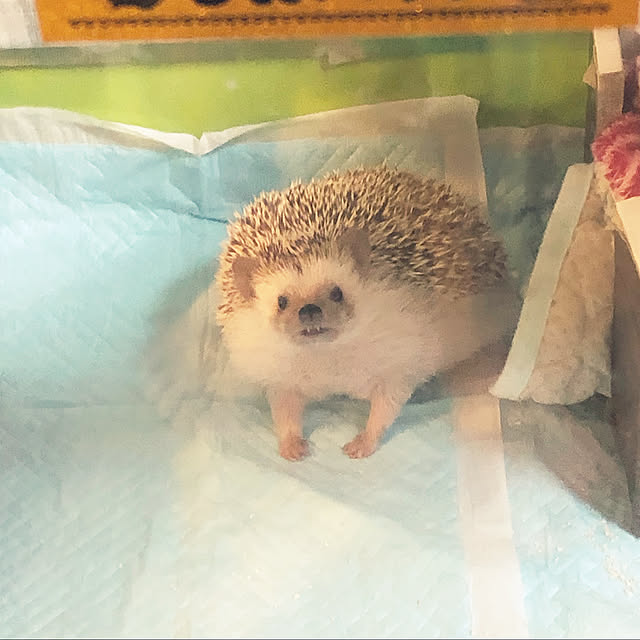 nyaさんの実例写真