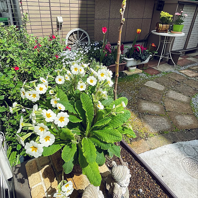 puriyuzuさんの実例写真