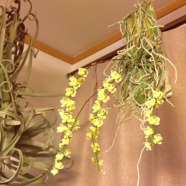 S-Tillandsiaさんの実例写真