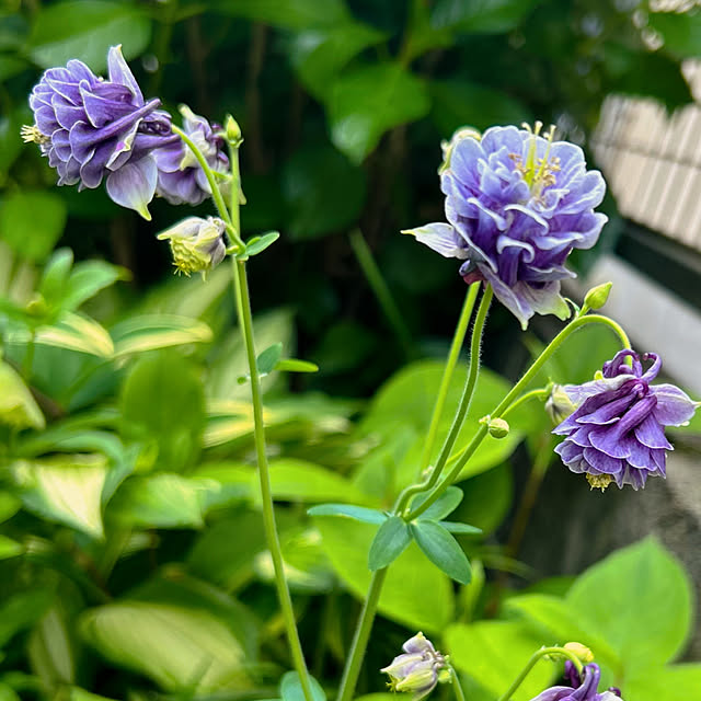 portulacaさんの実例写真
