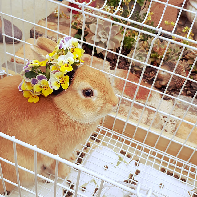 aiさんの実例写真