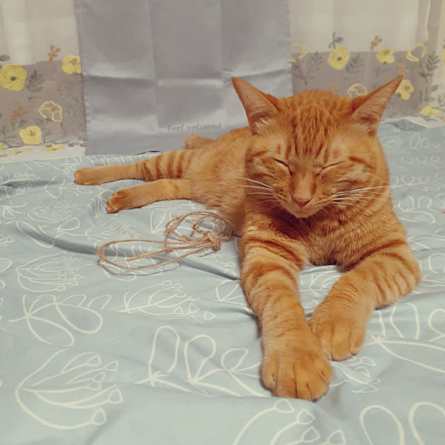 chisaviさんの実例写真