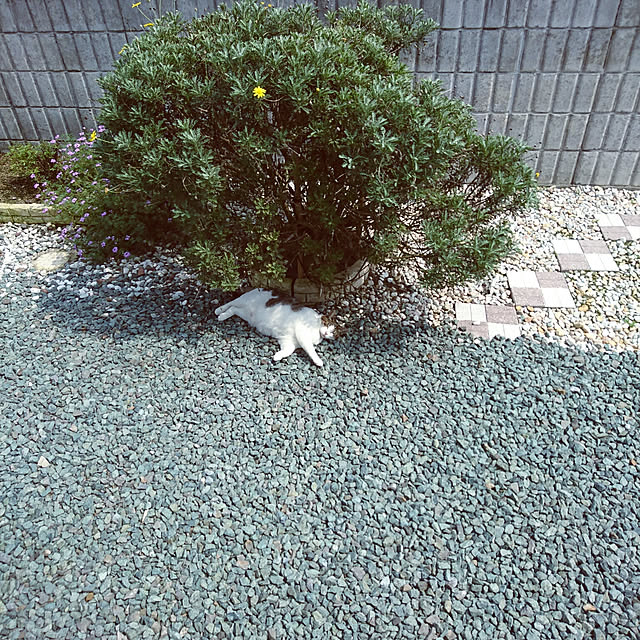 machikomamaさんの実例写真