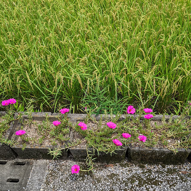 kouheiyuto24623takaさんの実例写真