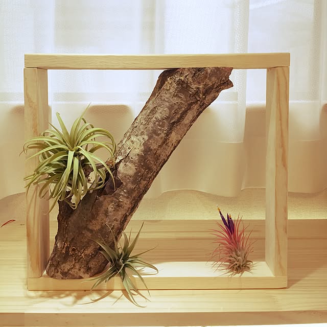 S-Tillandsiaさんの実例写真