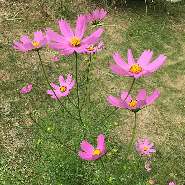 tokimekimarineさんの実例写真