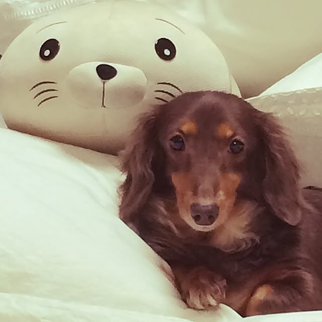 nodokaさんの実例写真