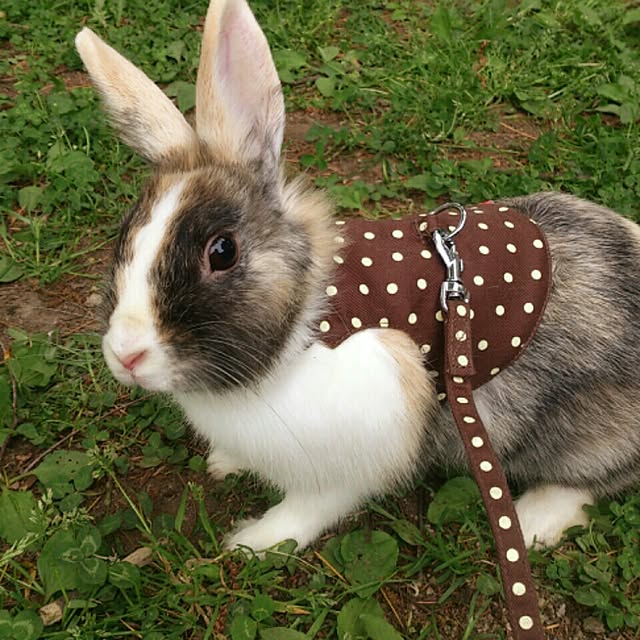 komugiさんの実例写真