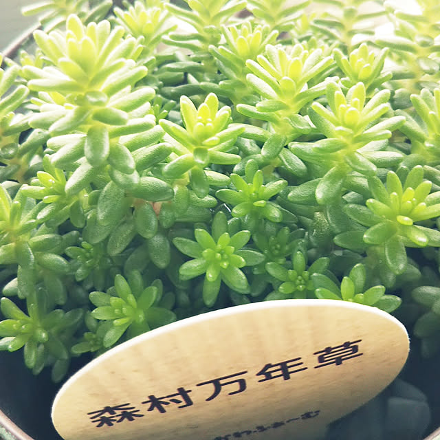 makunouchiさんの実例写真