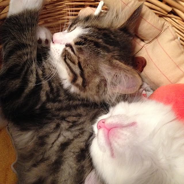 fuuさんの実例写真