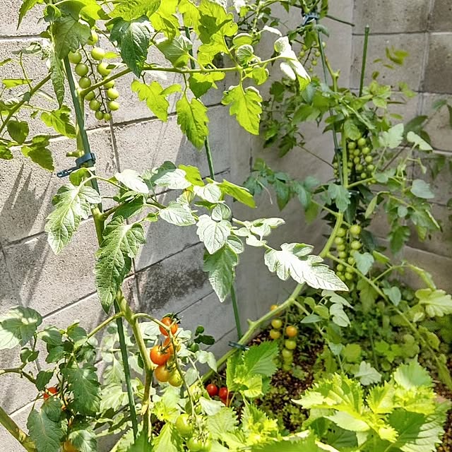 faunさんの部屋